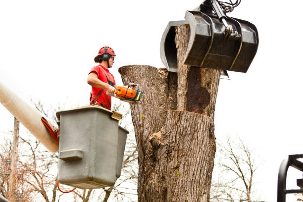 Best Utility Line Clearance  in Listoga, CA